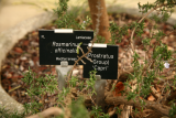 Rosmarinus officinalis (Prostratus Group) 'Capri' RCP2-2014 142.JPG